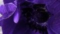 Purple bud.Stock footage.A bright flower on which water drops are flying , shooting art. Royalty Free Stock Photo
