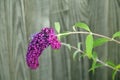 Purple Buddleia Blossom