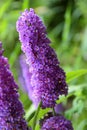 Purple buddleia flower or butterfly bush flower