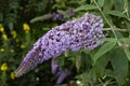 Purple Buddleia flower cyme