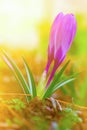 Purple buds of beautiful spring flowers Crocus closeup spring Sunny morning