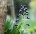 Purple buds of delphinium flower in the garden