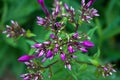 Purple buds of a flower.