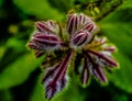 Purple buds with Needles