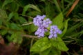 Purple Buds Royalty Free Stock Photo