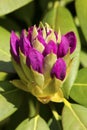Rhododendron buds just opening up in spring in Connecticut. Royalty Free Stock Photo