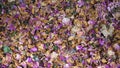 Dry bugambilia petals texture background