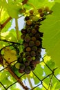 A purple bunch of grapes