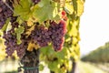 Purple bunches of grapes of the Red Traminer variety in a vineyard ripening before harvest Royalty Free Stock Photo