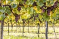 Purple bunches of grapes of the Red Traminer variety in a vineyard ripening before harvest Royalty Free Stock Photo