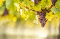 Purple bunches of grapes of the Red Traminer variety in a vineyard ripening before harvest Royalty Free Stock Photo
