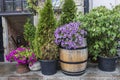 Purple and burgundy petunias in a barrel, thuja and juniper Royalty Free Stock Photo