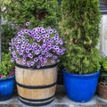 Purple and burgundy petunias in a barrel, thuja and juniper Royalty Free Stock Photo