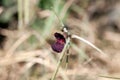 Purple bush-bean, Macroptilium atropurpureum