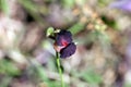 Purple bush-bean, Macroptilium atropurpureum