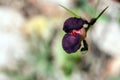 Purple bush-bean, Macroptilium atropurpureum