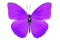 Purple butterfly