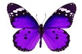 Purple butterfly Royalty Free Stock Photo