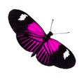 Purple Butterfly With Big Wings Lady Butterfly Wing Sweeping Over On White