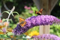 Purple Butterfly Bush with butterflies