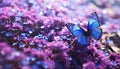 Purple butterfly dances amidst wild white violets, creating a stunning scene in natures canvas.