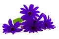 Purple butterfly flower