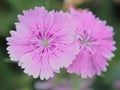 Purple butterfly flower Royalty Free Stock Photo