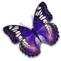 Purple butterfly flying Royalty Free Stock Photo