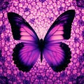 the purple butterfly is flying in a colorful sky on an orange and pink background Royalty Free Stock Photo