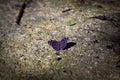 Purple Butterfly flying Isolated on background Royalty Free Stock Photo