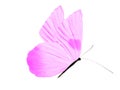 purple butterfly isolated on white background Royalty Free Stock Photo