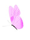 purple butterfly isolated on white background Royalty Free Stock Photo