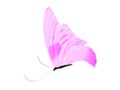 purple butterfly isolated on white background Royalty Free Stock Photo