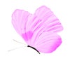 purple butterfly isolated on white background Royalty Free Stock Photo