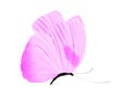 purple butterfly isolated on white background Royalty Free Stock Photo