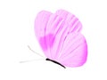 purple butterfly isolated on white background Royalty Free Stock Photo