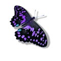 Purple butterfly isolated on white background Royalty Free Stock Photo