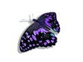 Purple butterfly isolated on white background Royalty Free Stock Photo