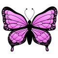 Purple Butterfly isolated on white background Royalty Free Stock Photo