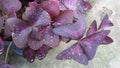 Purple Butterfly leaves with raindrop