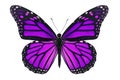 Purple Butterfly