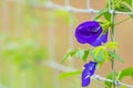 Purple Butterfly pea flower growing on metal wire fence