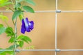 Purple Butterfly pea flower growing on metal wire fence