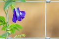 Purple Butterfly pea flower growing on metal wire fence