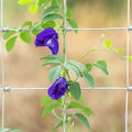 Purple Butterfly pea flower growing on metal wire fence