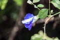 Purple butterfly pea flowers on the tree with black background. Violet Clitoria ternatea plant flower. Royalty Free Stock Photo