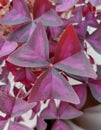 Purple Butterfly Plant Background