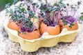 Purple cabbage in egg shells. Red cabbage, fresh sprouts and young leaves. Vegetable and microgreen. Gardening concept Royalty Free Stock Photo