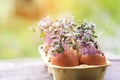 Purple cabbage in eggs shell. Red cabbage, fresh sprouts and young leaves. Vegetable and microgreen. Gardening concept Royalty Free Stock Photo