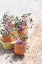 Purple cabbage in eggs shell. Red cabbage, fresh sprouts and young leaves. Vegetable and microgreen. Gardening concept Royalty Free Stock Photo